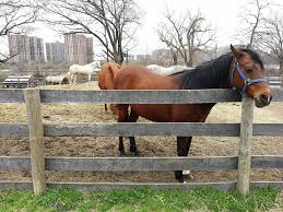 Image result for Carman Stables Archery