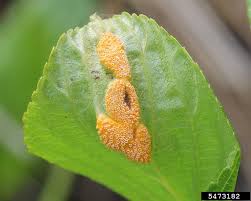 Attēlu rezultāti vaicājumam “Puccinia coronata”