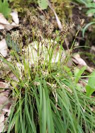 Attēlu rezultāti vaicājumam “Carex digitata fruit”