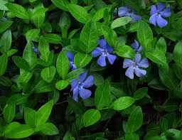 Attēlu rezultāti vaicājumam “Vinca minor leaf”