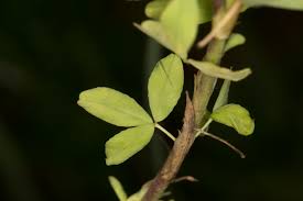 Attēlu rezultāti vaicājumam “Trifolium aureum leaf”