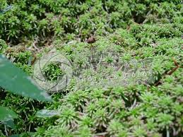 Attēlu rezultāti vaicājumam “Sphagnum capillifolium”