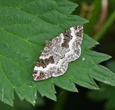 Attēlu rezultāti vaicājumam “Epirrhoe”