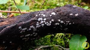 Attēlu rezultāti vaicājumam “Propolis farinosa”