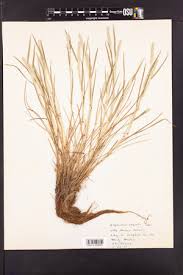 Attēlu rezultāti vaicājumam “Stemonitopsis aequalis (var. aequalis)”