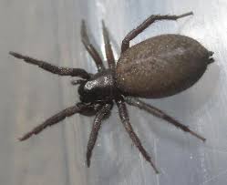 Attēlu rezultāti vaicājumam “Gnaphosidae”