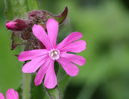 Attēlu rezultāti vaicājumam “Tranzschelia anemones”