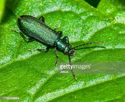 Attēlu rezultāti vaicājumam “Chrysanthia viridissima”