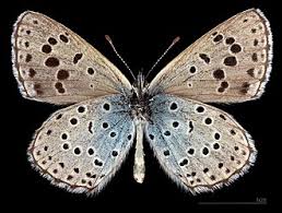 Attēlu rezultāti vaicājumam “Phengaris arion upperside”