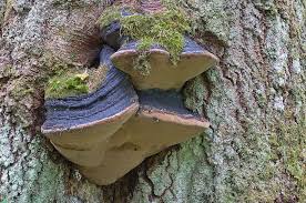 Attēlu rezultāti vaicājumam “Phellinus populicola”