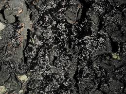 Attēlu rezultāti vaicājumam “Collema flaccidum”