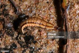 Attēlu rezultāti vaicājumam “Syrphus sp. larva”