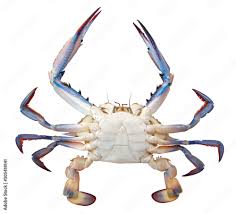 Image result for Callinectes sapidus