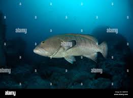 Image result for Mycteroperca olfax