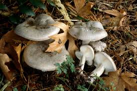 Attēlu rezultāti vaicājumam “Clitocybe nebularis”