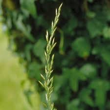 Attēlu rezultāti vaicājumam “Festuca pratensis”