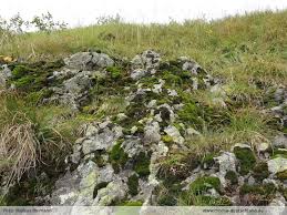 Attēlu rezultāti vaicājumam “Grimmia muehlenbeckii sporophyte”