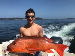 Image result for Lutjanus colorado