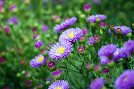 Image result for Aster novi-belgii