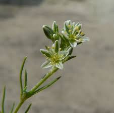 Attēlu rezultāti vaicājumam “Scleranthus perennis bud”
