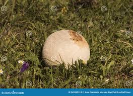 Attēlu rezultāti vaicājumam “Calvatia utriformis”