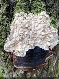 Attēlu rezultāti vaicājumam “Junghuhnia pseudozilingiana”