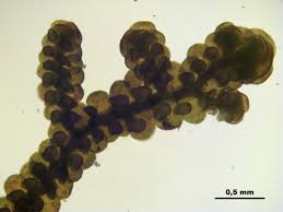 Attēlu rezultāti vaicājumam “Frullania fragilifolia”