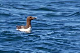 Image result for Uria aalge