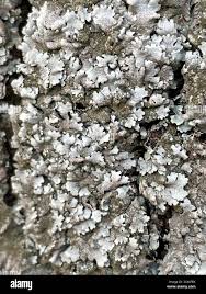 Attēlu rezultāti vaicājumam “Parmelina tiliacea”