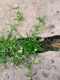 Attēlu rezultāti vaicājumam “Sagina procumbens fruit”