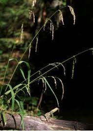 Attēlu rezultāti vaicājumam “Glyceria lithuanica”