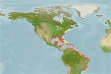 Image result for Rhizoprionodon terraenovae