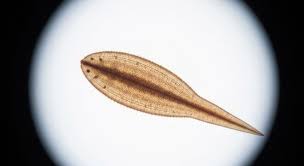 Attēlu rezultāti vaicājumam “Plathelminthes”