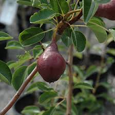 Attēlu rezultāti vaicājumam “Poa nemoralis fruit”