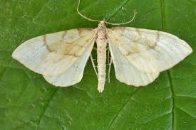 Attēlu rezultāti vaicājumam “Eulithis pyraliata”