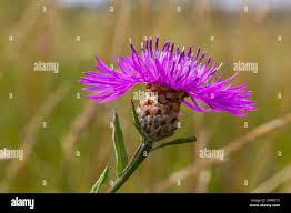 Attēlu rezultāti vaicājumam “Centaurea jacea leaf”