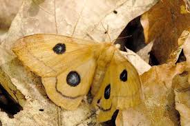 Attēlu rezultāti vaicājumam “Aglia tau”