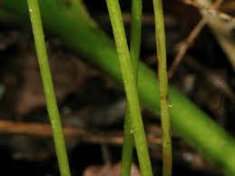 Attēlu rezultāti vaicājumam “Corallorhiza trifida fruit”
