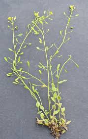 Attēlu rezultāti vaicājumam “Draba nemorosa”