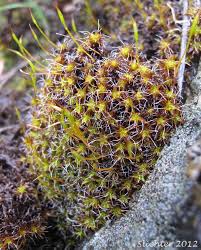 Attēlu rezultāti vaicājumam “Syntrichia ruralis var. ruralis”