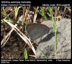 Attēlu rezultāti vaicājumam “Athelia pyriformis”