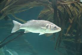 Image result for Dicentrarchus labrax