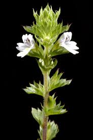 Image result for Euphrasia stricta