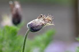 Attēlu rezultāti vaicājumam “Pulsatilla pratensis bud”