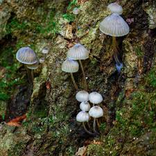 Attēlu rezultāti vaicājumam “Mycena abramsii”