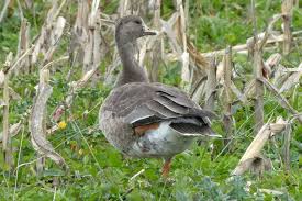 Attēlu rezultāti vaicājumam “Anser albifrons adult”