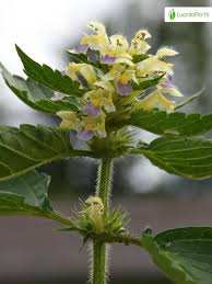 Attēlu rezultāti vaicājumam “Galeopsis speciosa flower”