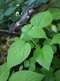 Attēlu rezultāti vaicājumam “Circaea alpina leaf”