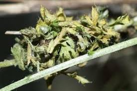 Attēlu rezultāti vaicājumam “Thetidia smaragdaria”