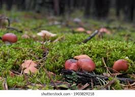 Attēlu rezultāti vaicājumam “Gomphidius roseus”